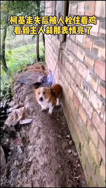 给宠物狗找工作怎么找的