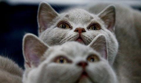 宠物猫怎么带去美国