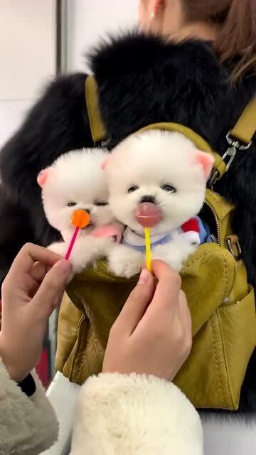 宠物狗吃了棒棒糖怎么办