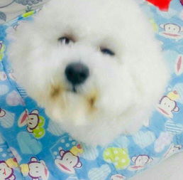 吉林怎么样把宠物狗托运