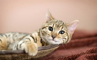 宠物猫检查尿少怎么办啊