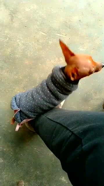 宠物狗的棉服怎么做