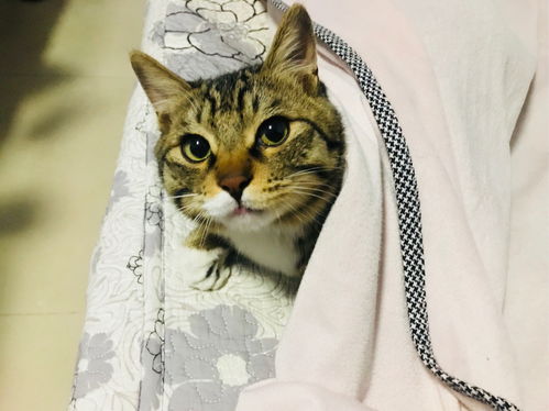 宠物猫怎么拿回家