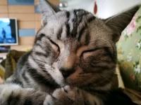 兴仁宠物猫怎么卖掉