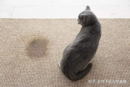 宠物猫怎么拉尿