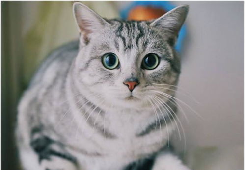 宠物猫应该怎么打理呢