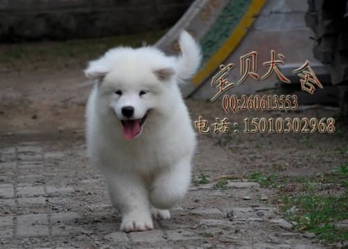 萨摩幼犬一只多少钱
