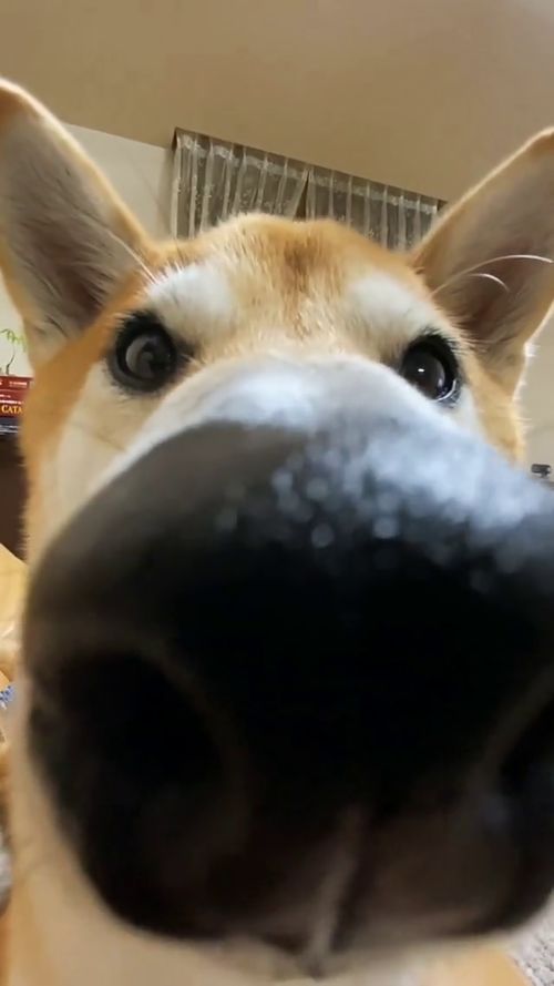 宠物狗鼻子变大怎么办啊