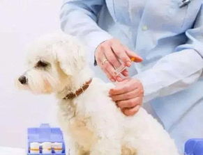 小宠物狗预防针怎么打