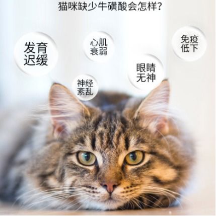 宠物猫怎么补充牛磺酸