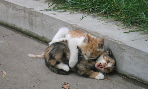 无家可归宠物猫怎么养