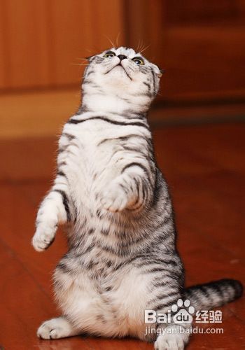 宠物猫怎么样冲凉