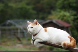 出国旅行怎么托运宠物猫
