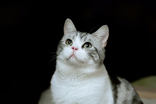 照片调色宠物猫怎么调