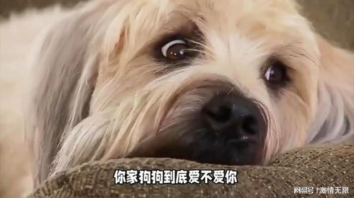 宠物狗不爱叫怎么回事儿