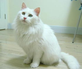 临清狮子猫怎么养宠物猫