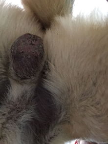 宠物狗的睾丸发黑怎么办
