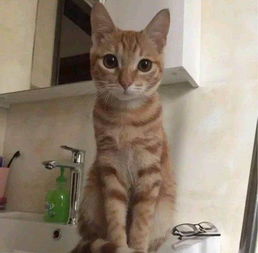 去机场怎么托运宠物猫