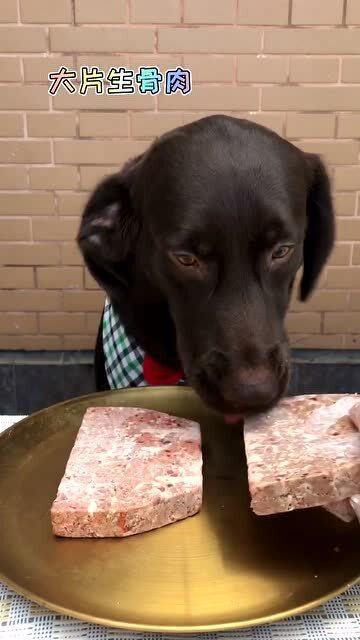 吃生肉宠物狗会怎么样吗