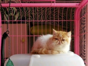 家里怎么添加新宠物猫