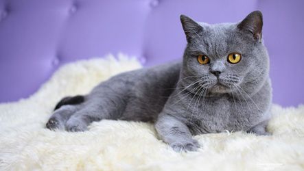 中型客车怎么托运宠物猫