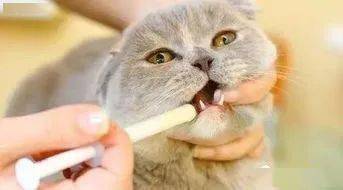 宠物猫怎么体内有虫