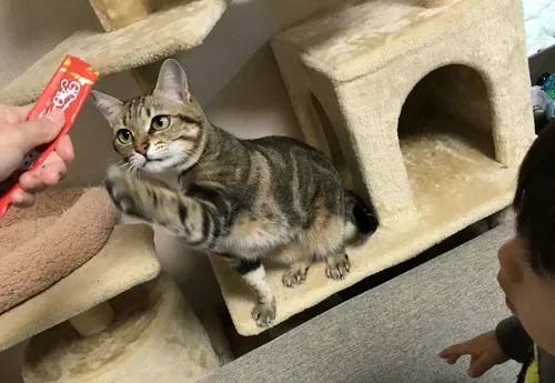 宠物猫果冻爸爸怎么喂