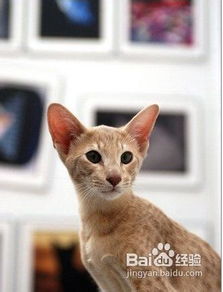 宠物猫怎么养家里