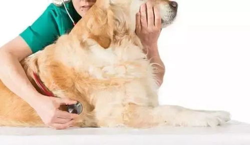 狗抽血化验多少钱