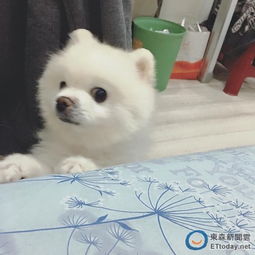 宠物狗改衣服怎么改好看