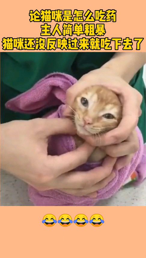 宠物猫怎么用药