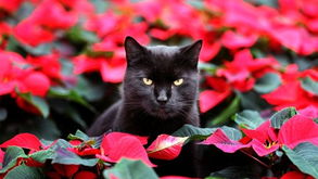 怎么找宠物猫失主