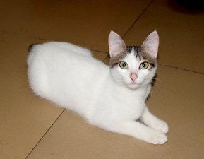 怎么坐客车带宠物猫