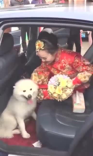 新娘出嫁宠物狗怎么办呢