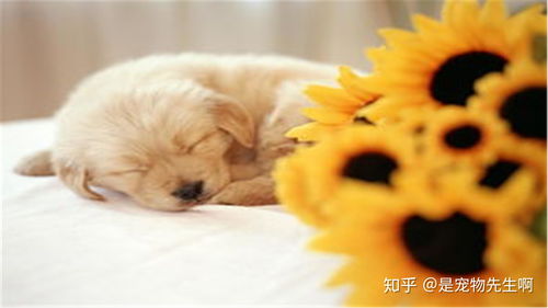 宠物狗一直叫怎么回事啊