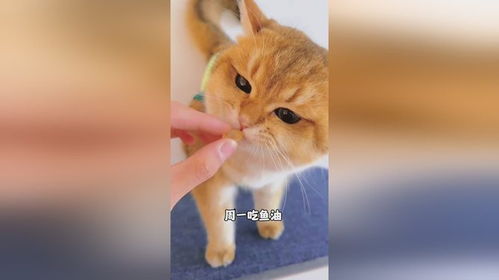 宠物猫怎么喂鱼油好吃