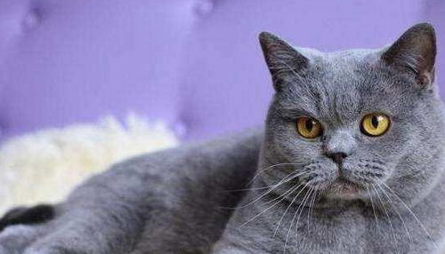 绝育后怎么养宠物猫