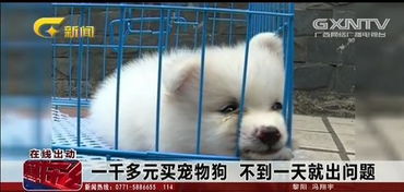 购买宠物狗避坑怎么办理