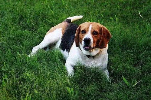 比格犬能长多少斤