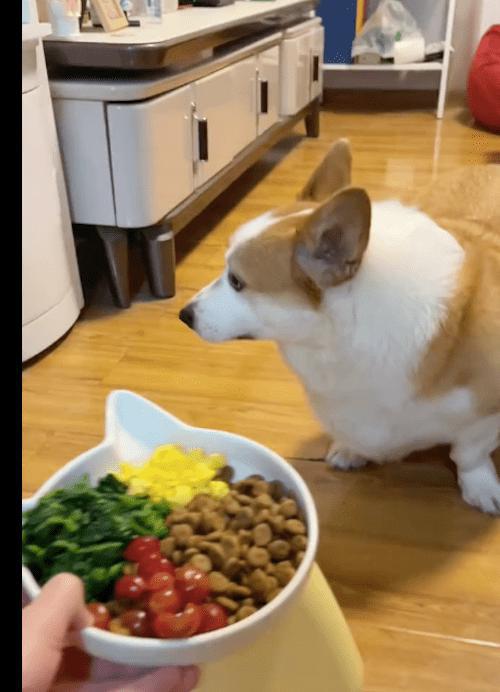宠物狗减脂餐怎么做的呢