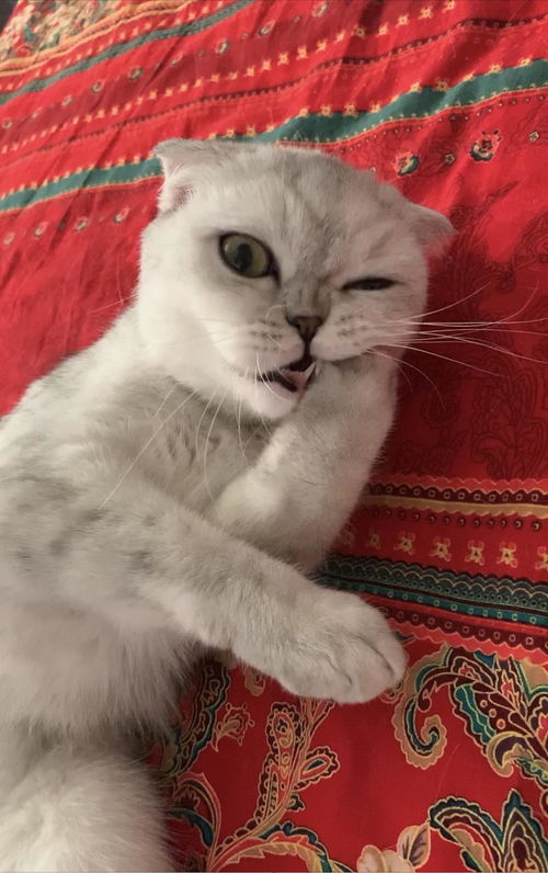 出国怎么带宠物猫