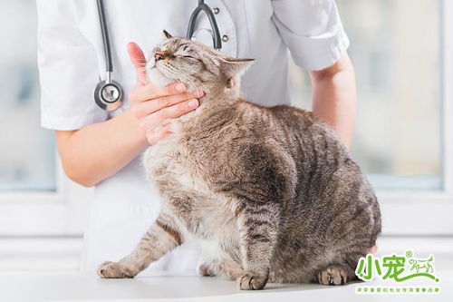 宠物猫疫苗在家怎么打