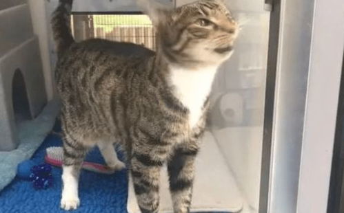 怎么把宠物猫扔了