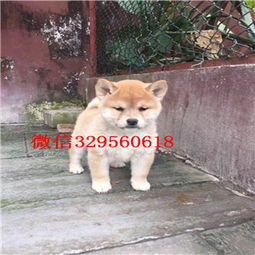 日本买柴犬多少钱