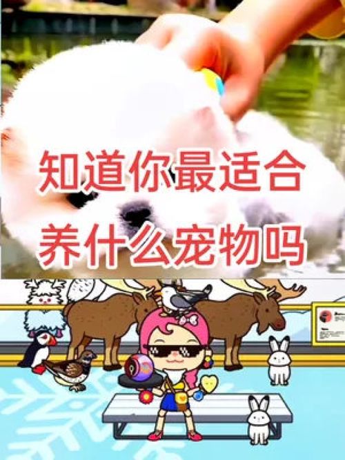 米加小镇里怎么养宠物狗
