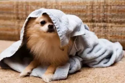 刚回到家的宠物狗怎么养