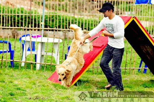 宠物狗游乐场怎么做的