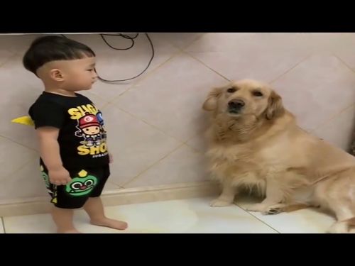 宠物狗与人吵架怎么办呢