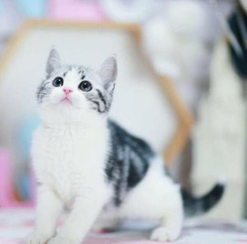 怎么鉴定宠物猫健康