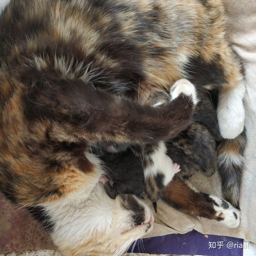 宠物猫生宝宝了怎么办呀
